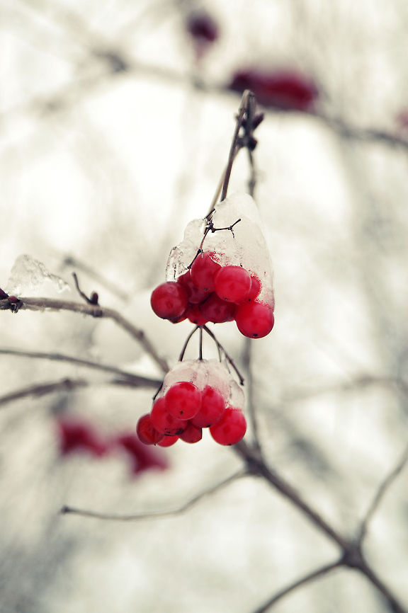 Icy cherries These are some wild cherries surprisingly still alive in the middle of winter. berries,ice,snow,winter