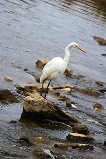 Bath time for the Egret  Ardea alba,Great Egret