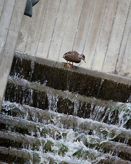 Water rafting for the duck This is a duck that was standing on top of a waterfall. He kept sliding his foot down like he wanted to go down the waterfall. He did end up flying down the waterfall. Anas platyrhynchos,Mallard,duck,waterfall