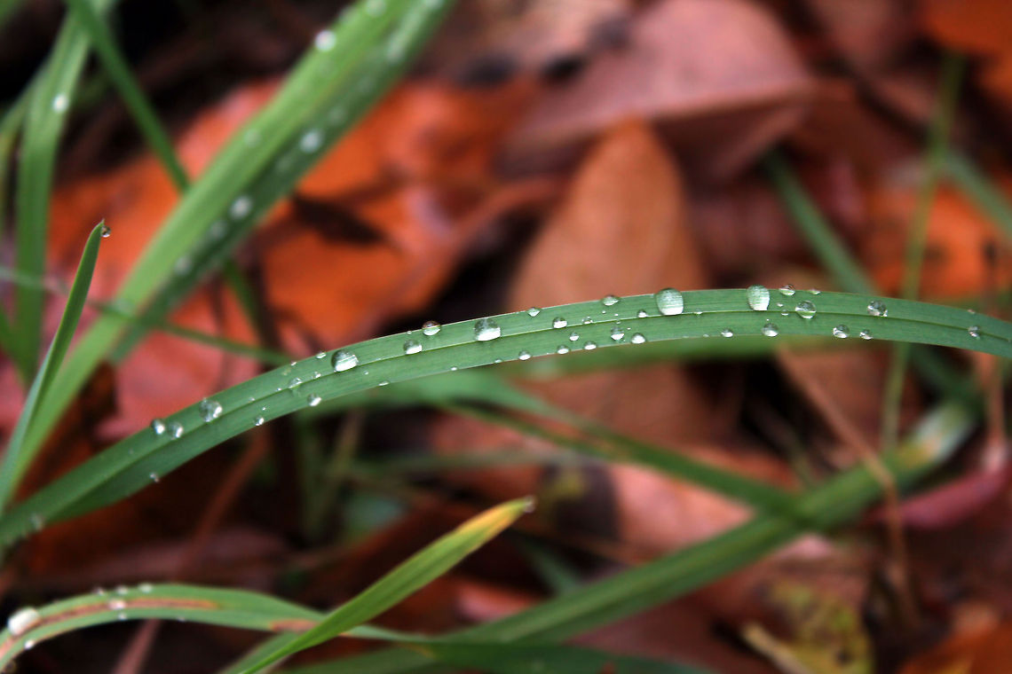 Water droplets I know I already uploaded a picture similar to this but that one was kinda old so this is a new one I took.  drops of water