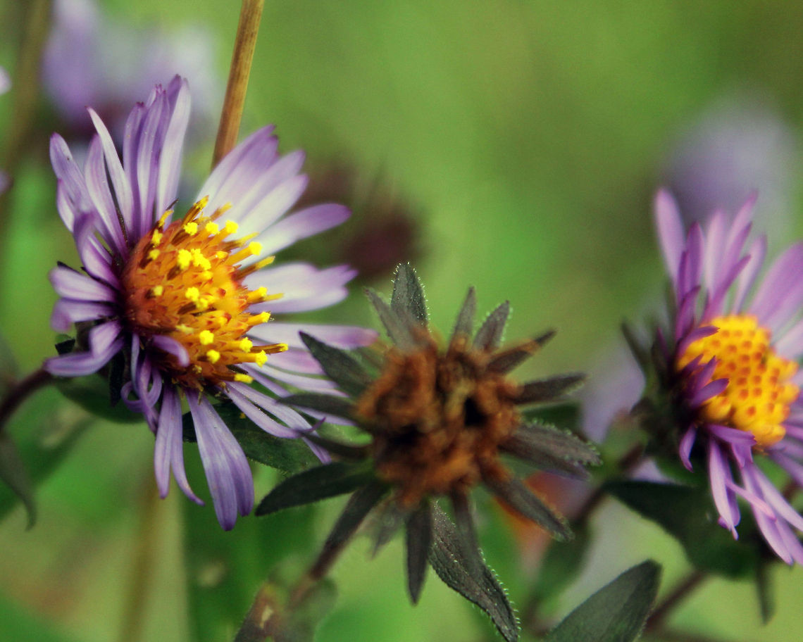 Pretty Purple Flowers I&#039;m pretty sure these are weeds but I think they are beautiful.