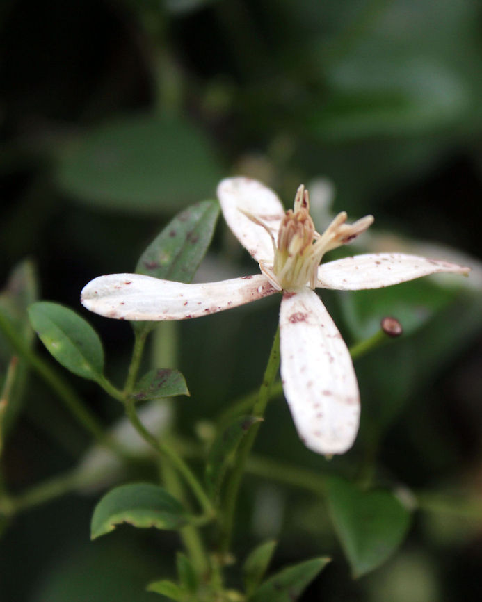 Sweet Autumn Virginsbower This flower is off of a SweetAutumn Clematis plant. Clematis terniflora,sweet autumn clematis
