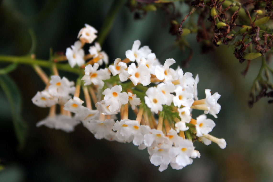 Nature Preserve This is off of a plant at a nature preserve. They usually have signs up saying what kind of plant it is however this one did not have a sign so I don&#039;t know what it is. Buddleja davidii
