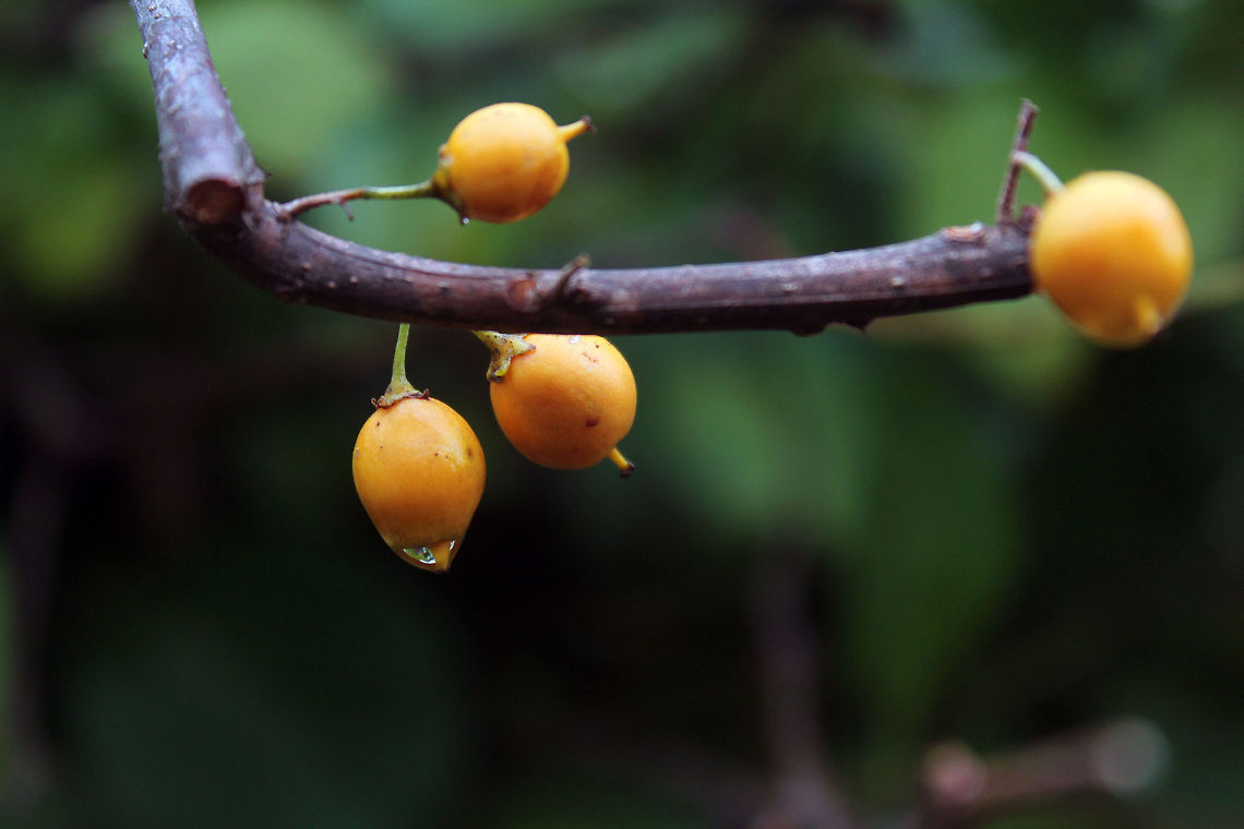 Orange fruit This is off of an American Bittersweet plant. Celastrus scandens