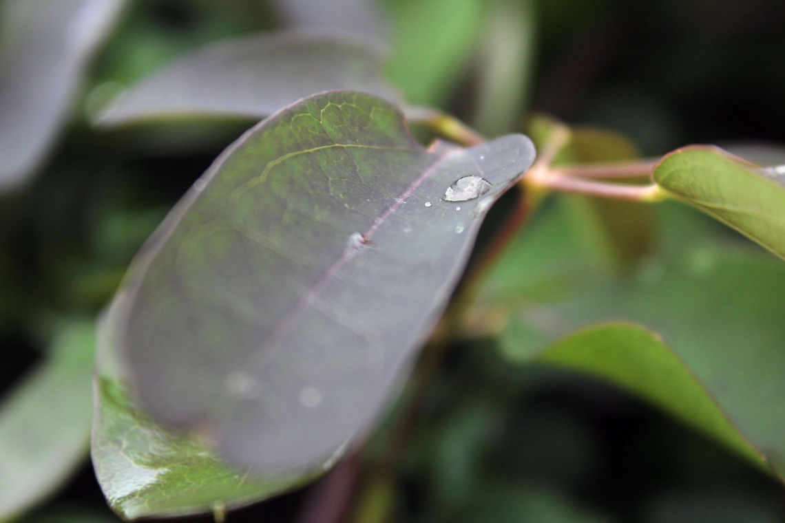 Water Droplets This is another shot at water droplets. I like to take pictures of water droplets to test how well I am getting something in focus.