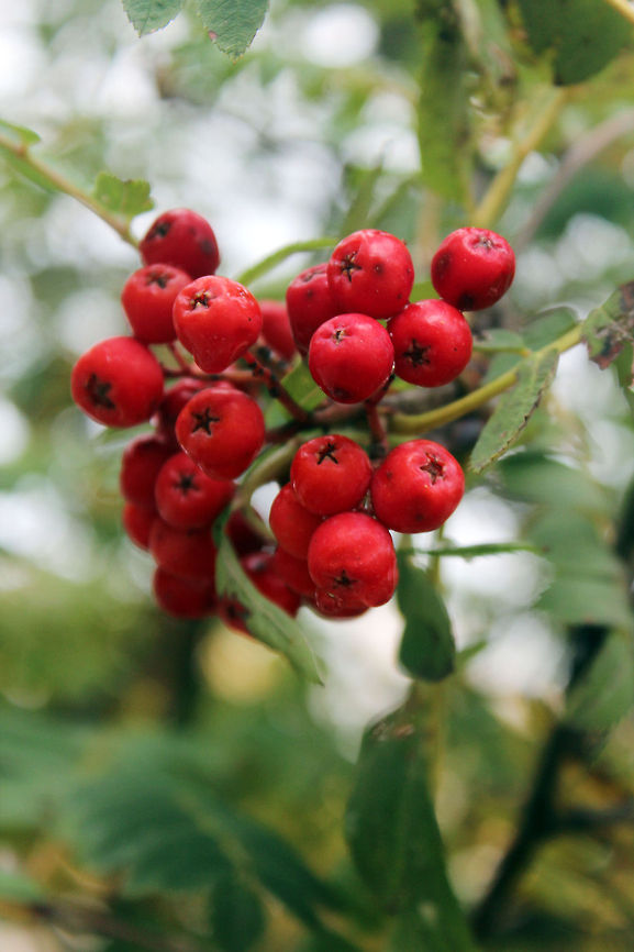 Wild Cherries? this is off of a Sorbus Aucuparia. I took this at a nature preserve. Sorbus Aucuparia,Sorbus aucuparia