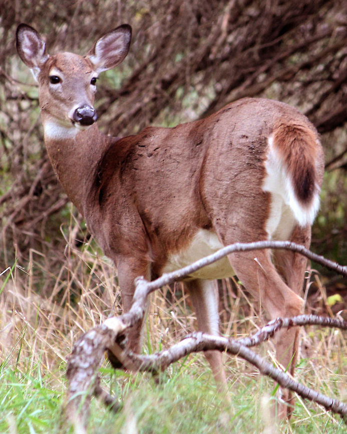 Deer Nature is so beautiful Odocoileus virginianus,White-tailed Deer
