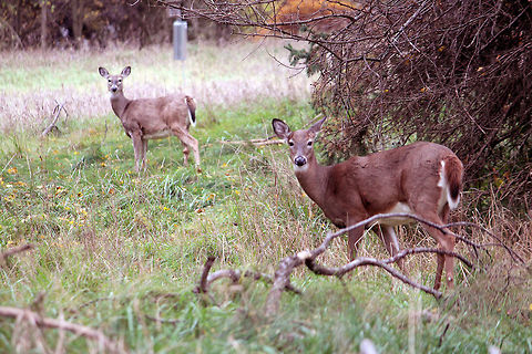 The Staring contest I think they won the staring contest.  Odocoileus virginianus,White-tailed Deer