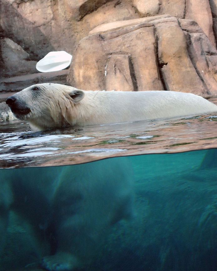 Ice cold Water This was taken at a Zoo in Ohio. Polar Bear,Ursus maritimus