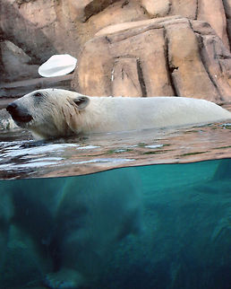 Ice cold Water This was taken at a Zoo in Ohio. Polar Bear,Ursus maritimus