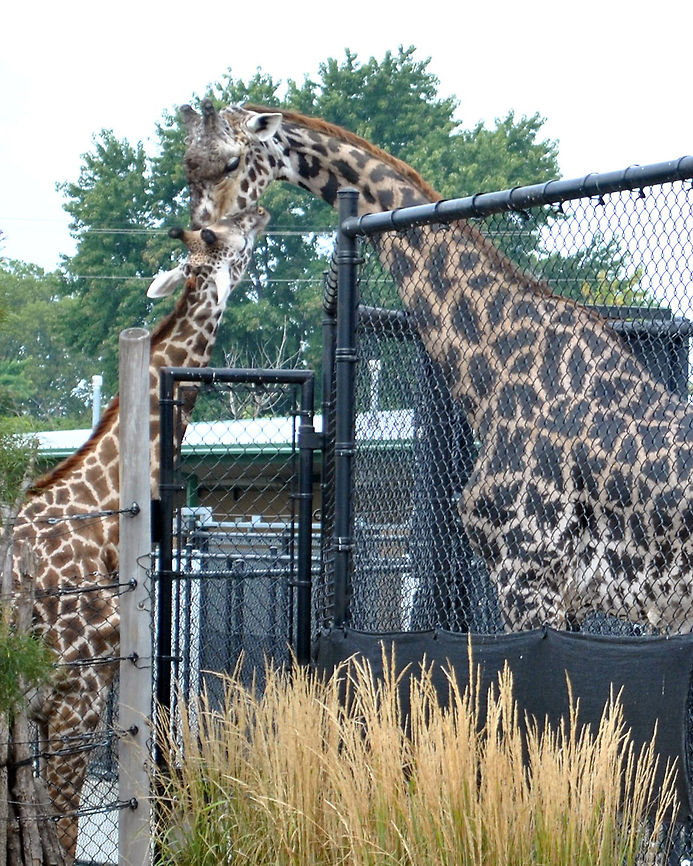 A mother's love I don't know why but the mom and baby were separated. (also taken at a zoo) Giraffa camelopardalis,Giraffe