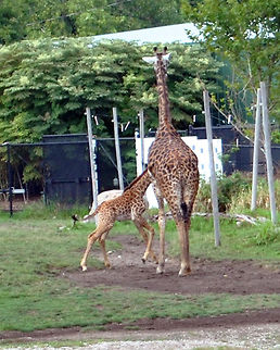 Giraffe This is the baby with another giraffe (not the mom) Giraffa camelopardalis,Giraffe
