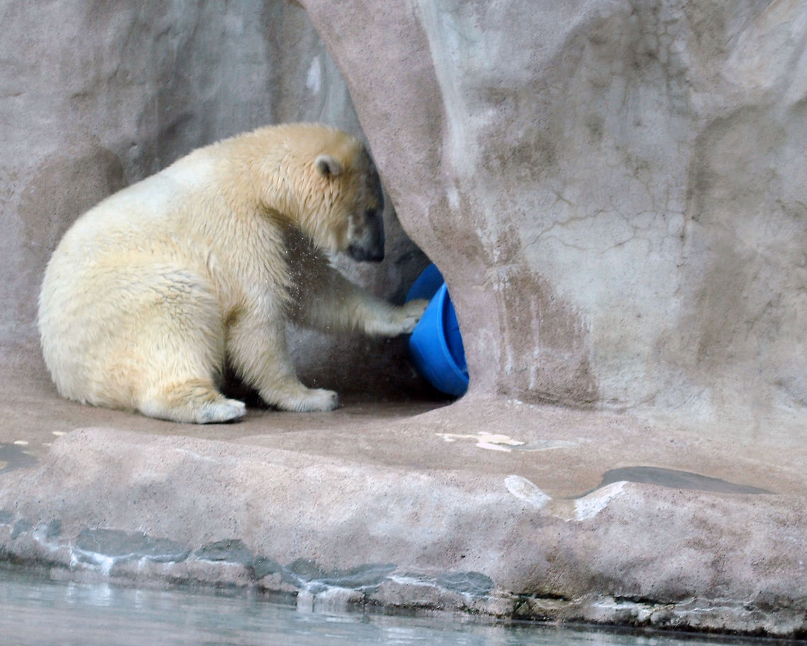New toys The polar bear was playing with the food bin which got stuck. Polar Bear,Ursus maritimus