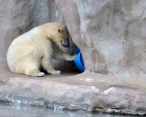 New toys The polar bear was playing with the food bin which got stuck. Polar Bear,Ursus maritimus