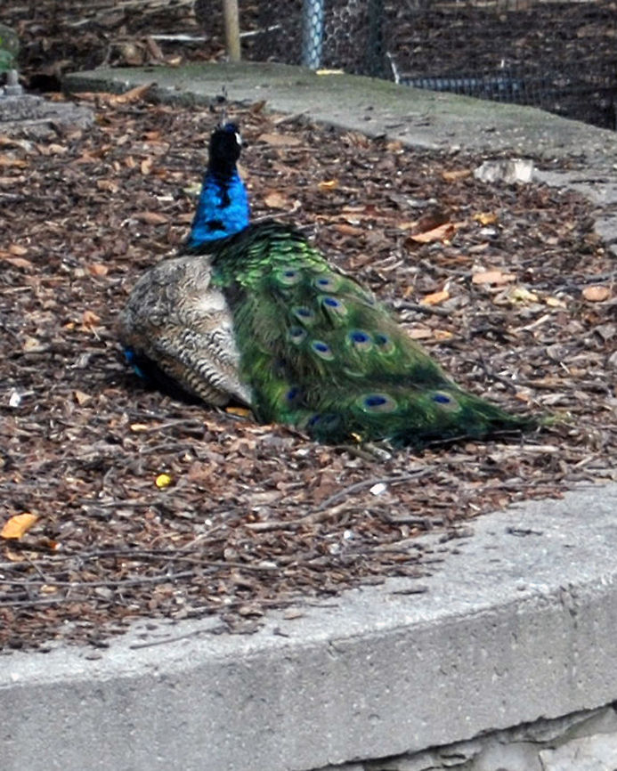 Peacock  Indian Peafowl,Pavo cristatus