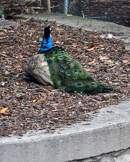 Peacock  Indian Peafowl,Pavo cristatus