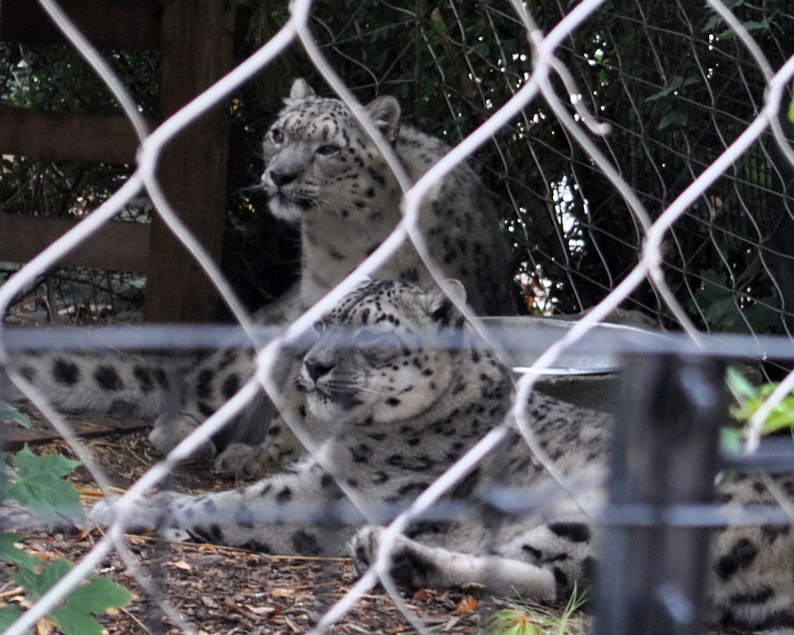 Snow leopards  Snow leopard,Uncia uncia
