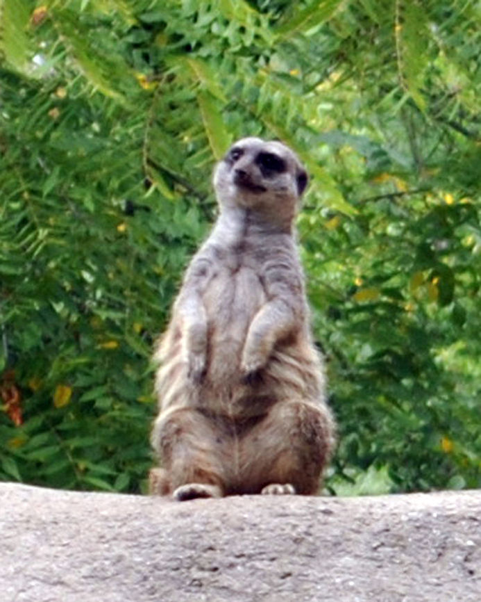 Meerkat  Meerkat,Suricata suricatta