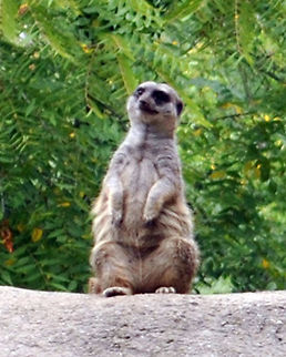 Meerkat  Meerkat,Suricata suricatta