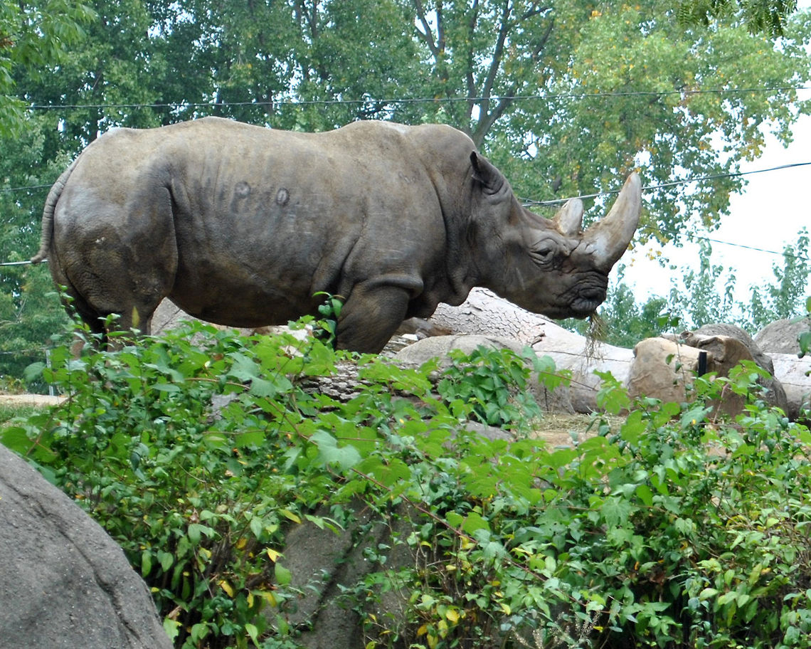 Rhino  Black rhinoceros,Diceros bicornis