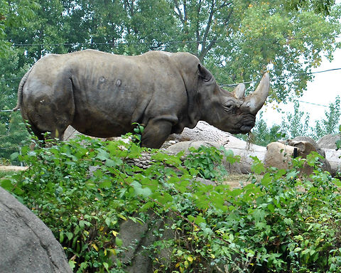 Rhino  Black rhinoceros,Diceros bicornis