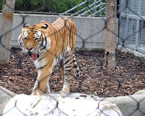 Rawr!  Panthera tigris,Tiger
