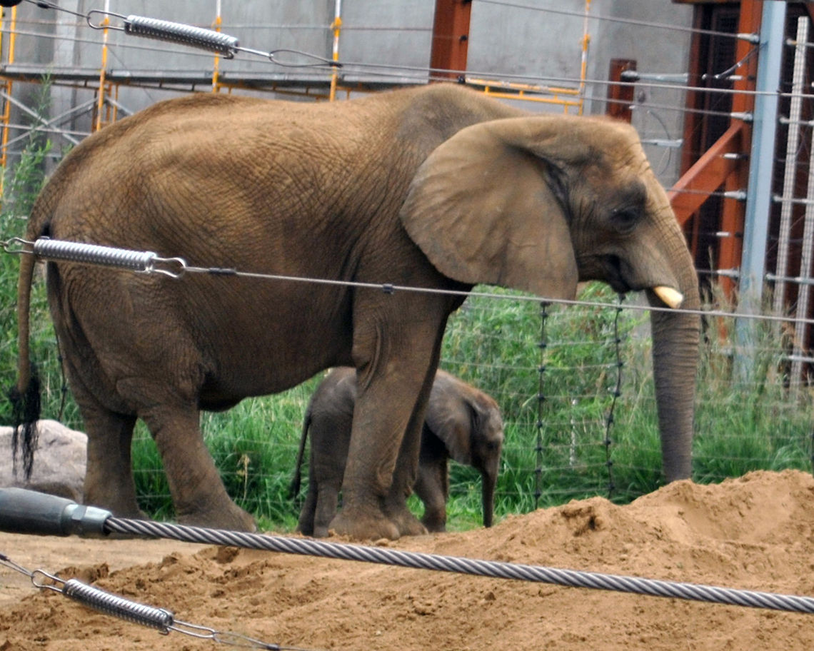 New babies a Mama elephant with it&#039;s baby African bush elephant,Loxodonta africana