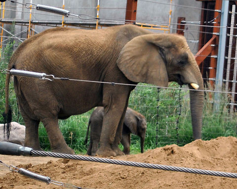 New babies a Mama elephant with it's baby African bush elephant,Loxodonta africana