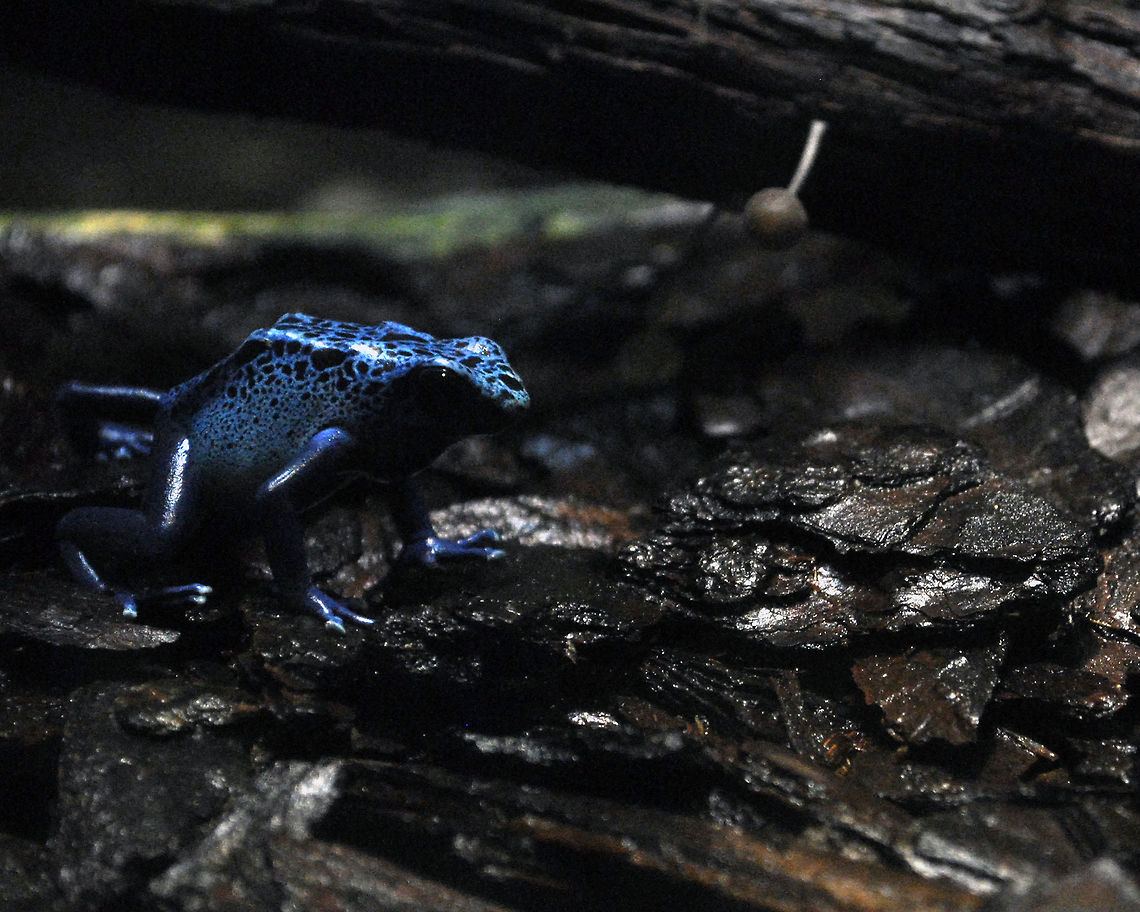 Blue Poison Dart Frog  Blue Poison Arrow Frog,Dendrobates azureus