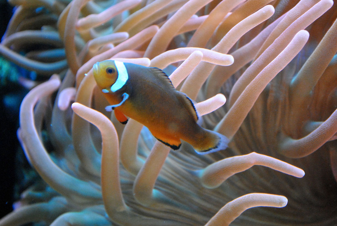 Ocellaris Clownfish swims amongst anemones  Amphiprion ocellaris,Ocellaris Clownfish