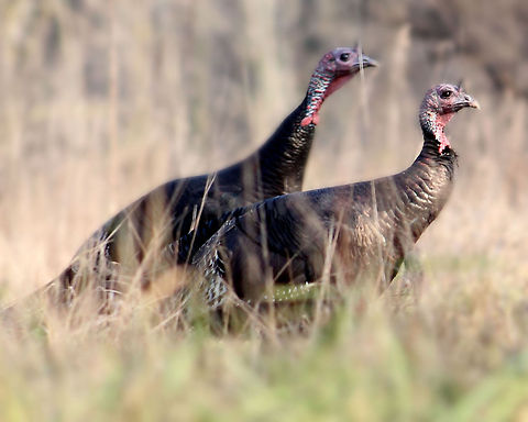 Turkey day  Domesticated turkey,Meleagris gallopavo