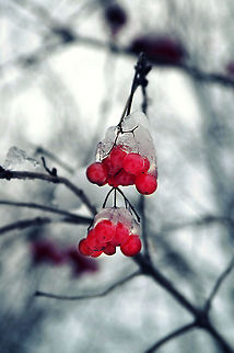 Wild Cherries  berries