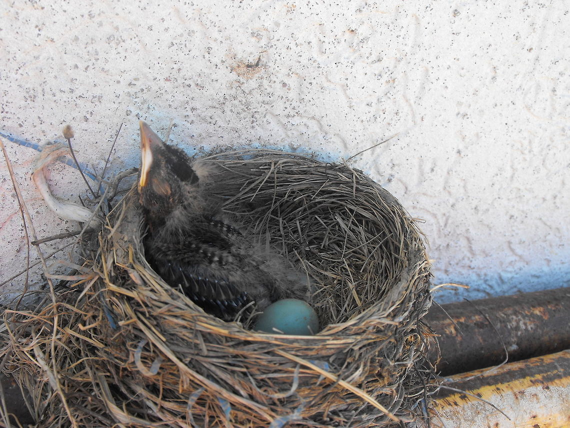 Baby Bird  American Robin,Turdus migratorius