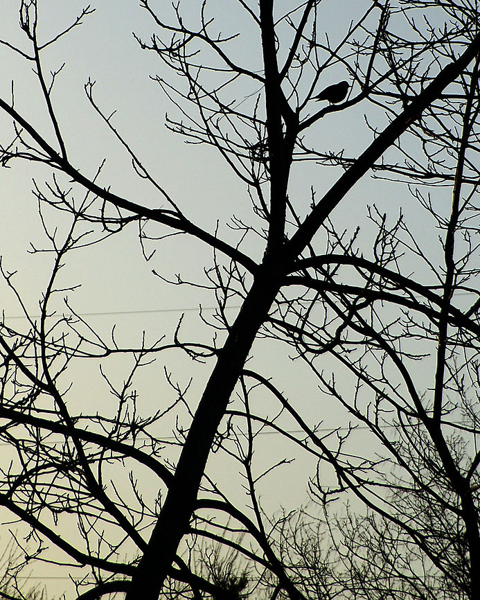 Sillhouette