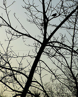 Sillhouette