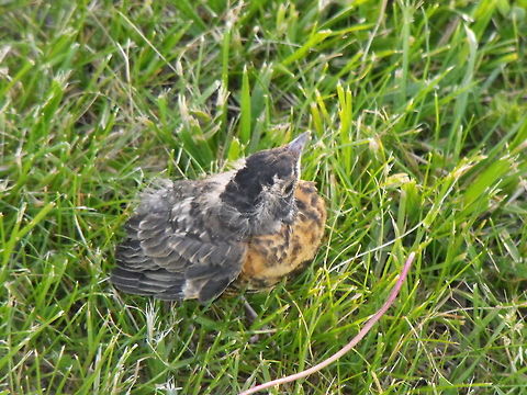 Finally Flying  American Robin,Turdus migratorius,bird