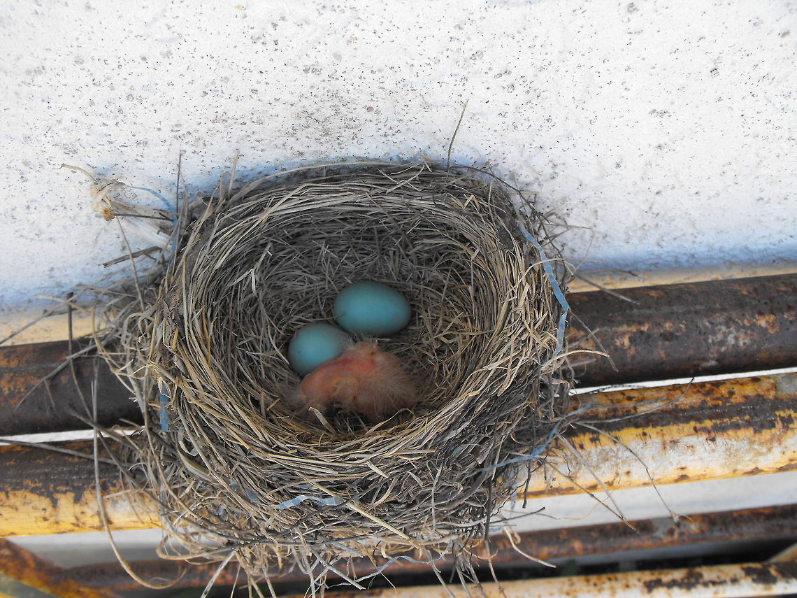 Newborn Robin  American Robin,Turdus migratorius