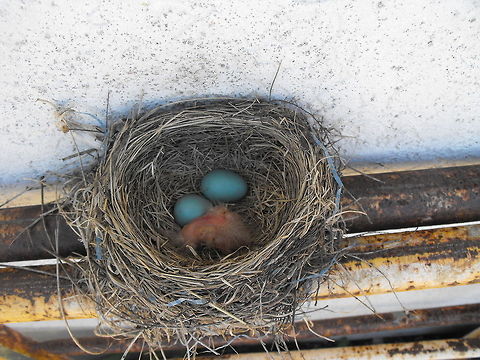 Newborn Robin  American Robin,Turdus migratorius
