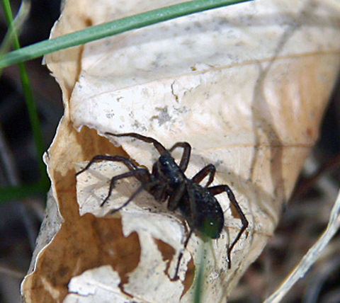 Not so Tiny Spider This huge Spider took me by surprise when it crawld past by camera lens! Unbelievable! What is it? Photo taken in Cornish, N.H. Eastern Parson Spider,Herpyllus ecclesiasticus,Not So Tiny Spider