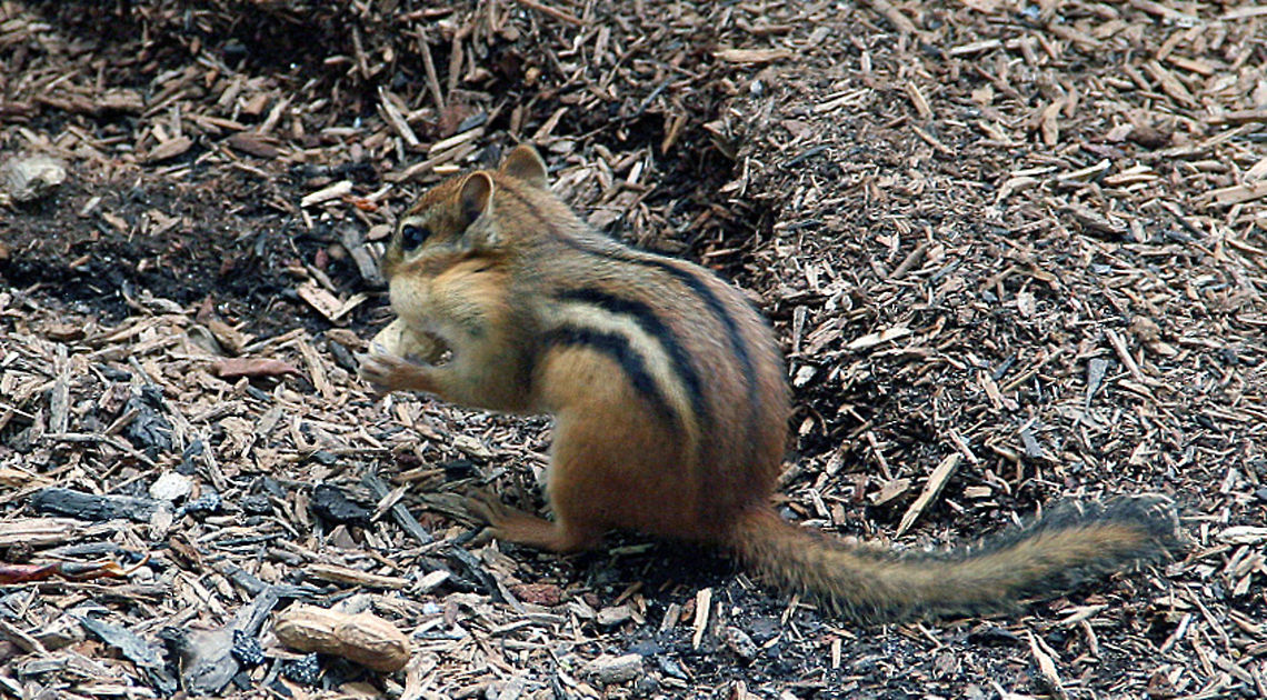 Snack Time This north american Chipmunk is storing up fir winter. It comes quick in New Hampshire (USA)! Photo taken in West Lebanon, N.H. (USA) Eastern chipmunk,Snack Time,Tamias striatus