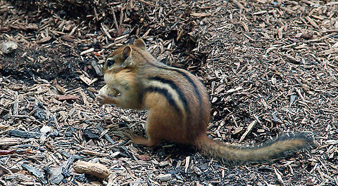Snack Time This north american Chipmunk is storing up fir winter. It comes quick in New Hampshire (USA)! Photo taken in West Lebanon, N.H. (USA) Eastern chipmunk,Snack Time,Tamias striatus