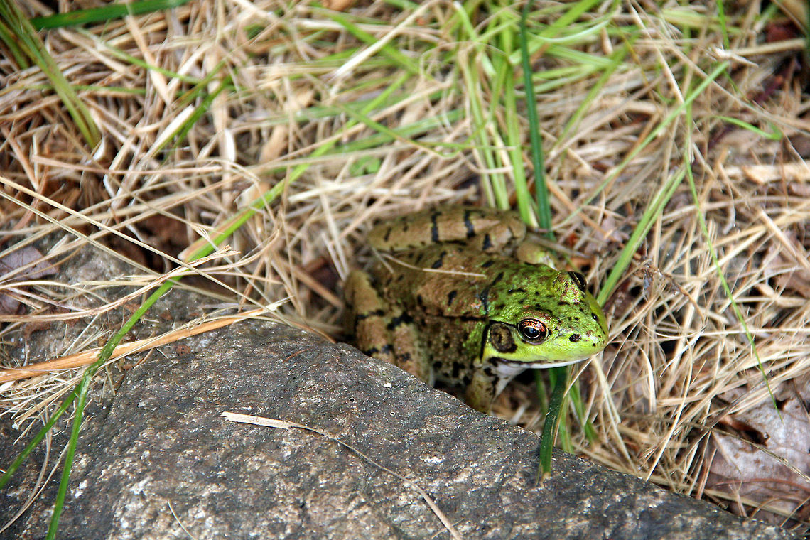 Friendly Visitor This frog dropped by for a visit on our camp on Crescent Lake in Unity, NH. (USA). Do not exactly know what species this is. Need help with naming. Friendly Visitor