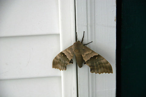 Monster Moth This huge Moth fell asleep on our door frame. Need help. What breed is it? Photo taken in West Lebanon, N.H. (USA) Big Poplar Sphinx Moth,Modest Sphinx,Monster Moth,Pachysphinx modesta