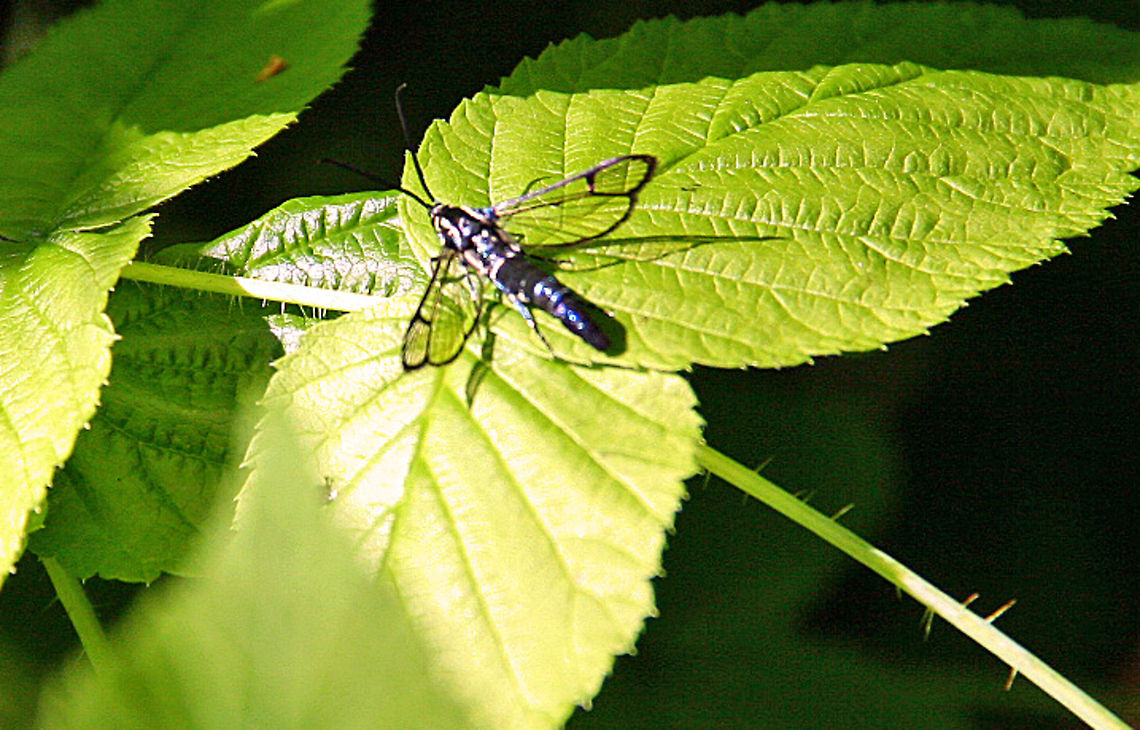 Transparent Wings This little creature was amazing. See through wings! Beautiful but hard to capture with a camera. Need to know what it is. Photo taken in Cornish, New Hampshire (USA) Sesiidae,Synanthedon pictipes,Transparent Wings