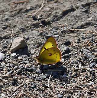 At Rest This lovely butterfly takes time out in my driveway. Photo taken in Merdien, NH (USA) on a Fall afternoon. Not sure of the species. At Rest,Clouded Sulphur,Colias philodice