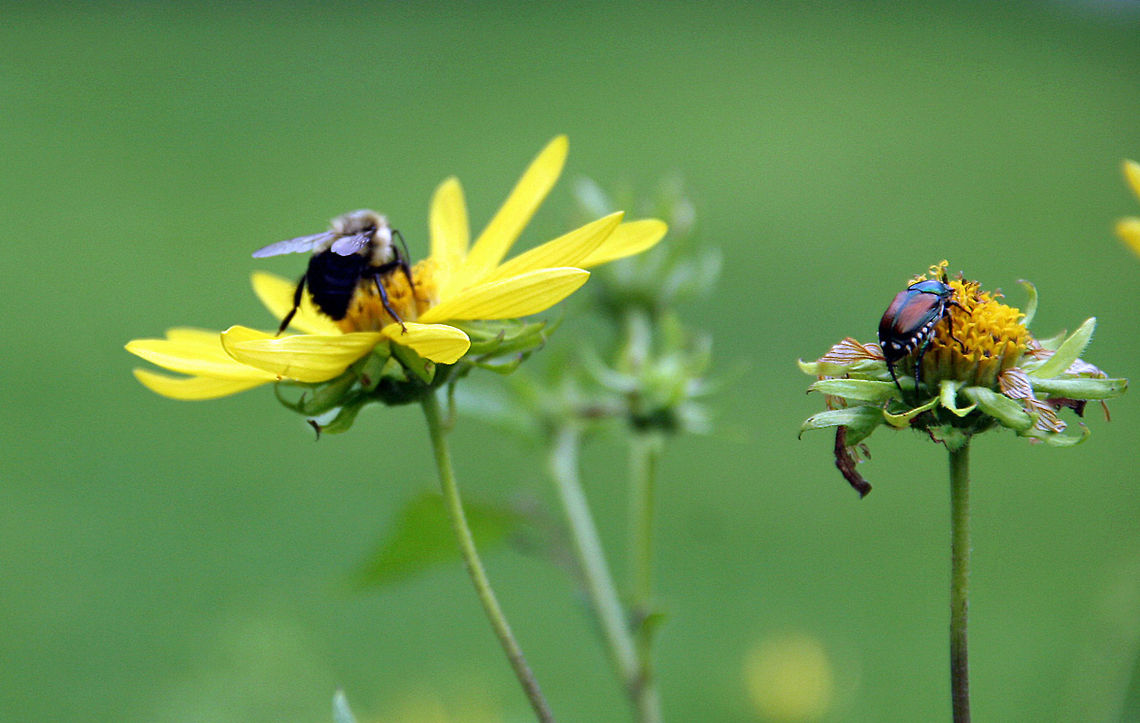 Working Together A Honey Bee and a Japanese Beetle work side by side. One helping the other destroying! Shot taken in Cornish, NH. (USA) Working Together