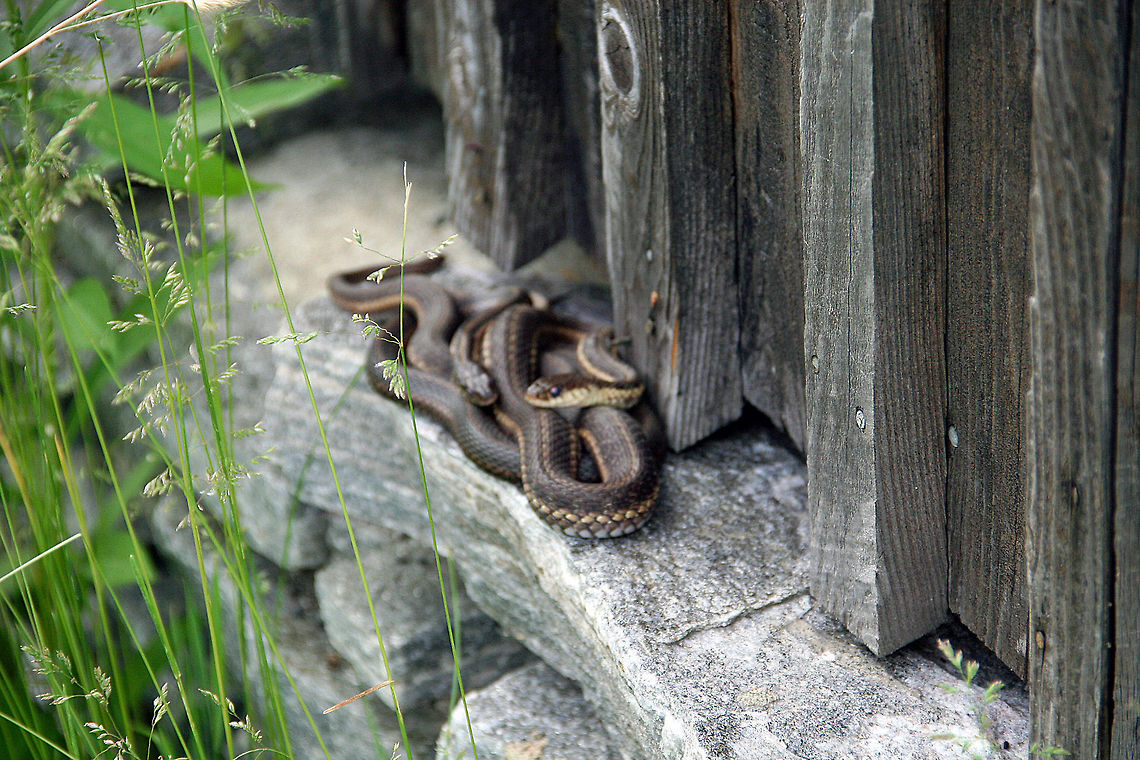 Keeping Warm This pair of snakes decided to curl up together to enjoy the morning sun on a gazebo placed on Lake Runnemeade in Windsor, Vermont (USA) Common Garter Snake,Eastern Garter Snake,Keeping Warm,T. sirtalis,Thamnophis sirtalis