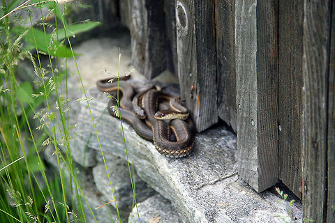 Keeping Warm This pair of snakes decided to curl up together to enjoy the morning sun on a gazebo placed on Lake Runnemeade in Windsor, Vermont (USA) Common Garter Snake,Eastern Garter Snake,Keeping Warm,T. sirtalis,Thamnophis sirtalis
