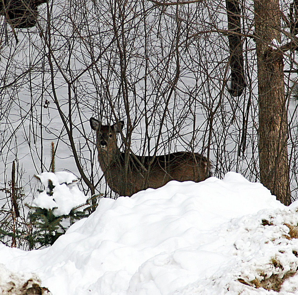 Keeping Watch An American White Tail Deer stays alert on a Winter morning in West Lebanon, NH (USA) Keeping Watch,Odocoileus virginianus,White-tailed Deer