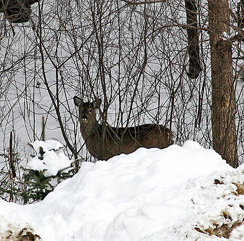 Keeping Watch An American White Tail Deer stays alert on a Winter morning in West Lebanon, NH (USA) Keeping Watch,Odocoileus virginianus,White-tailed Deer